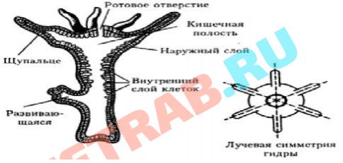 Кракен сайт что